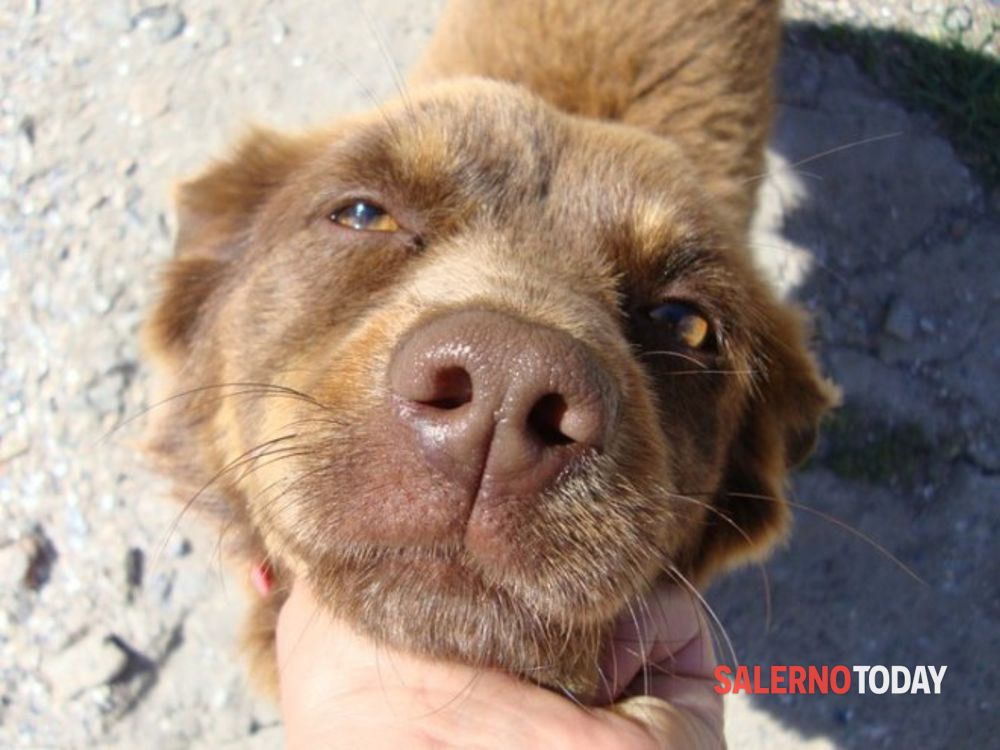 Minori, gli animalisti contro il sindaco: “Ritiri l’ordinanza che vieta di offrire cibo ai randagi”