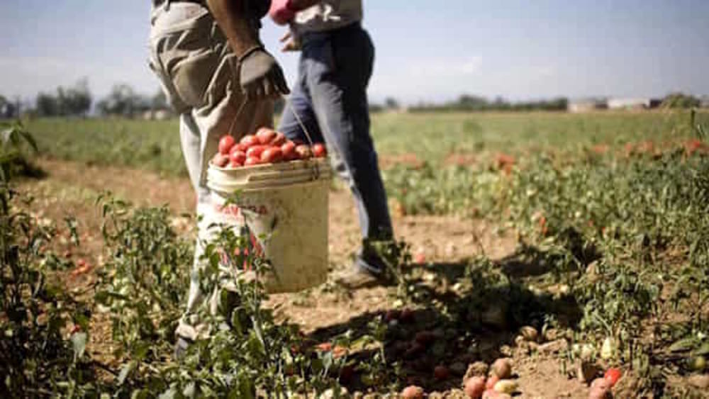 Emergenza caldo in Campania, ordinanza di De Luca per i lavoratori agricoli