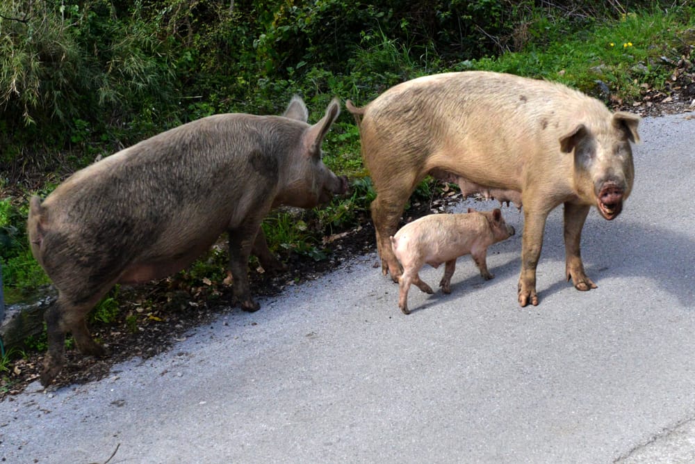 Peste suina nel Vallo di Diano e Cilento: abbattuti sedici suini