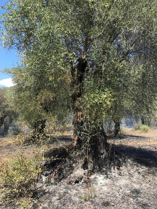 Incendio a Polla, uliveto in fiamme: ingenti i danni