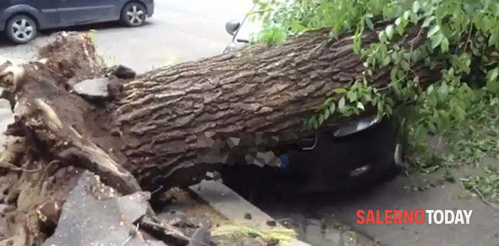 Dramma maltempo: alberi caduti e danni nel Golfo di Policastro