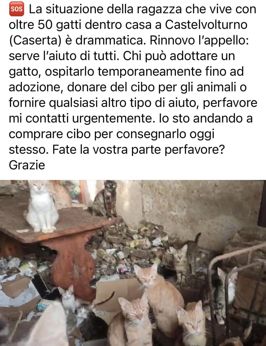 Gatti reclusi senza cibo e luce, a Castelvolturno: l’appello disperato degli animalisti