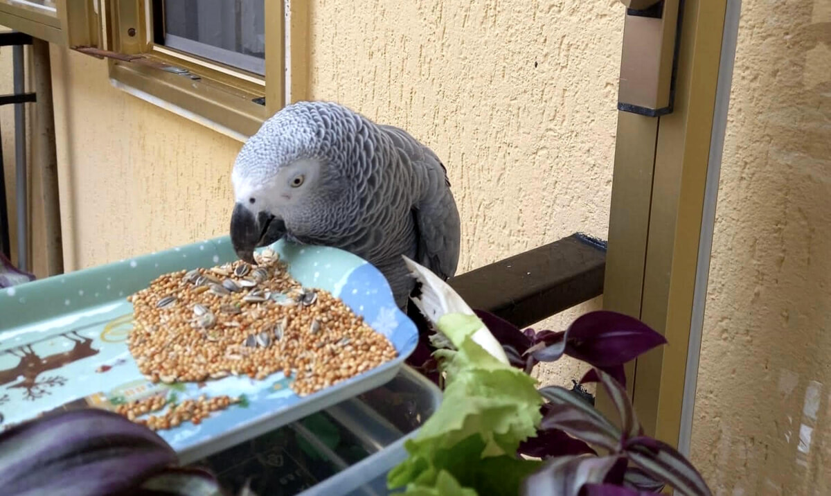 Lieto fine a Salerno: ritrovato Sutu, il pappagallo scomparso dal quartiere Fratte