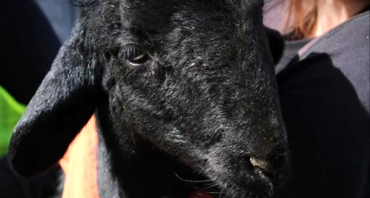 Pagani, gli attivisti di Animal Save salvano un agnellino destinato al macello