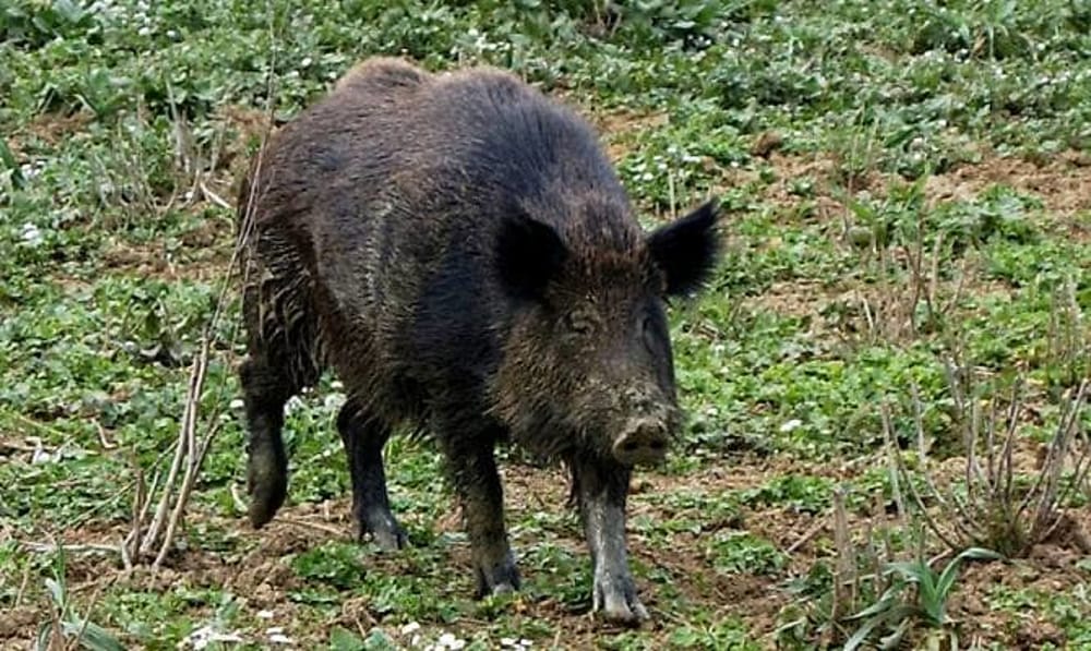 Auto circondata dai cinghiali: la disavventura di una famiglia di Vallo della Lucania