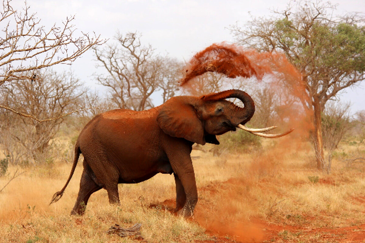 Bracconaggio degli elefanti: grandi risultati presso il Parco Nazionale Nouabalé-Ndoki nella Repubblica del Congo