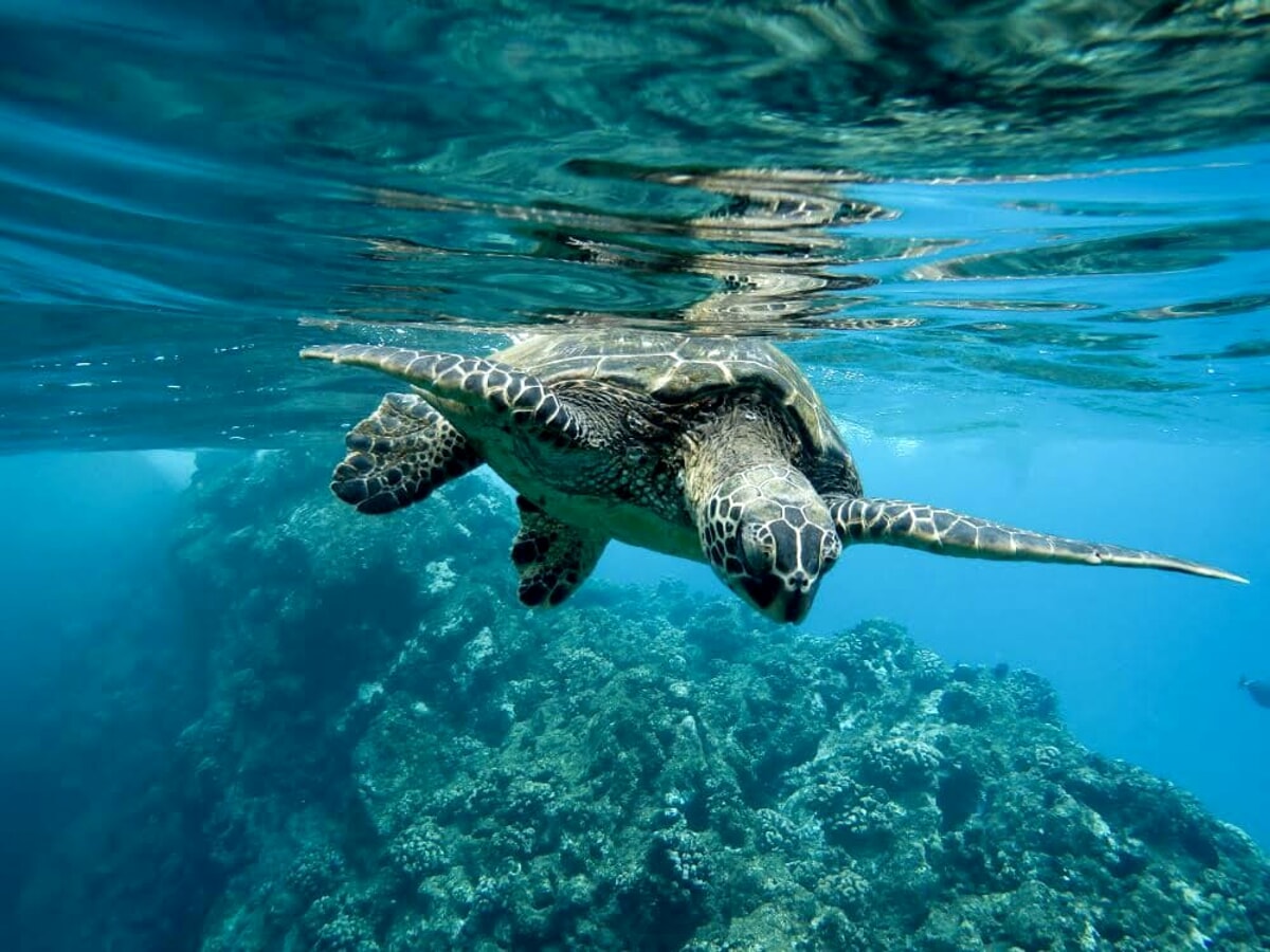 Castellabate, intesa tra Comune e Legambiente per tutelare le tartarughe marine