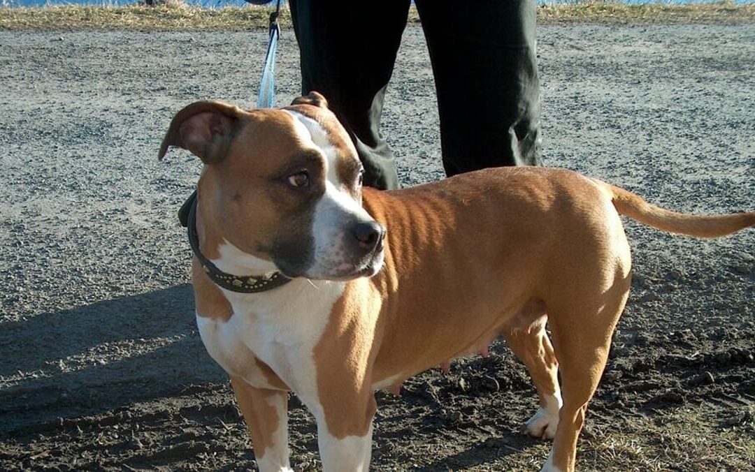 Uomo azzannato da “Amstaff” nel salernitano: corsa in ospedale