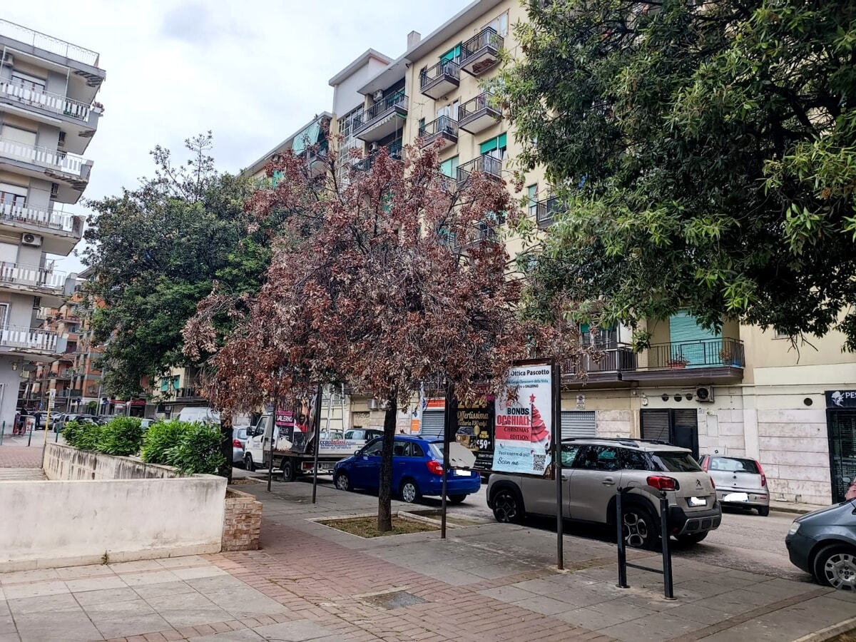 Alberi “pericolanti” a Torrione, la denuncia di un cittadino