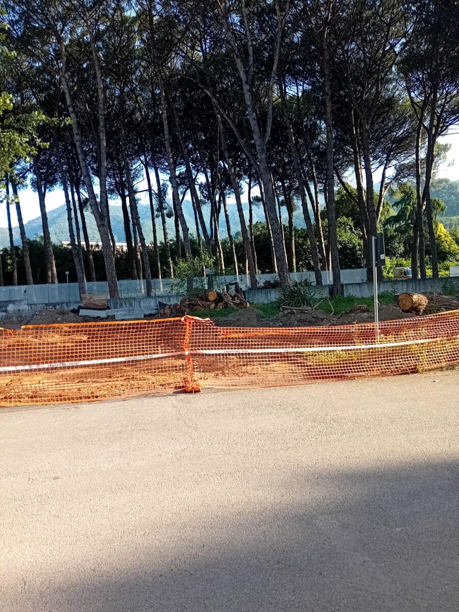 Ospedale di San Severino: al via l’abbattimento di 37 pini marittimi secolari per un padiglione “inutile”, l’ira di Romano