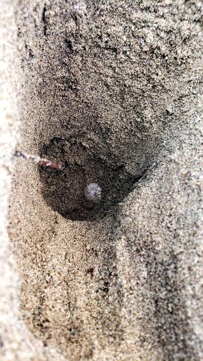 Caretta Caretta: trovato un secondo nido ad Ascea