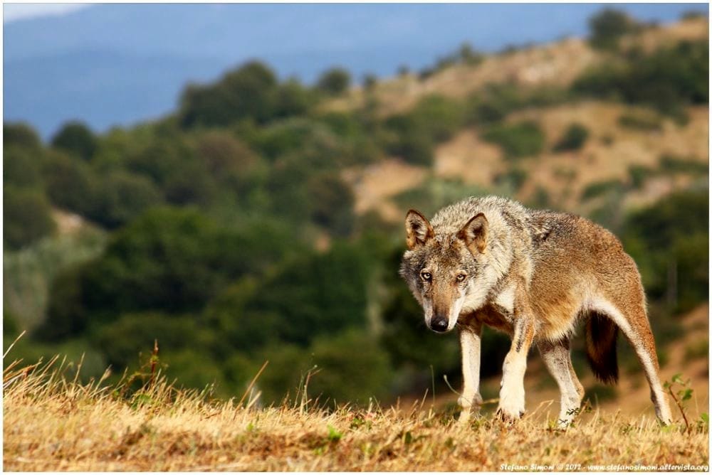 Branco di lupi azzanna diverse capre di un gregge, l’allarme