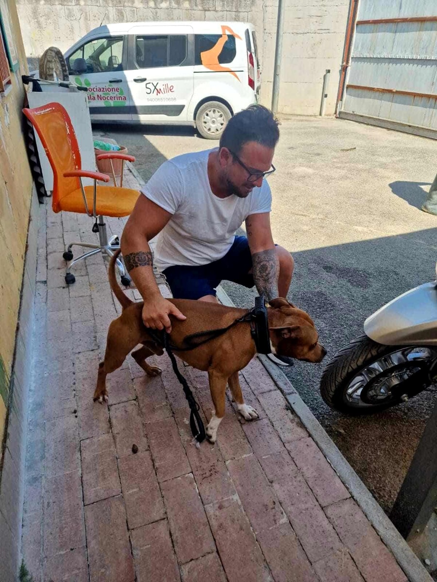 Finisce in ospedale in stato confusionale e il suo cane resta in auto: Ares tratto in salvo dai sanitari