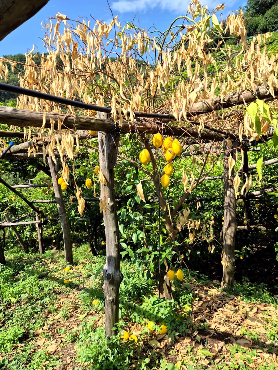 Allarme Fungo malsecco in Costiera, al via la controffensiva per tutelare i limoneti