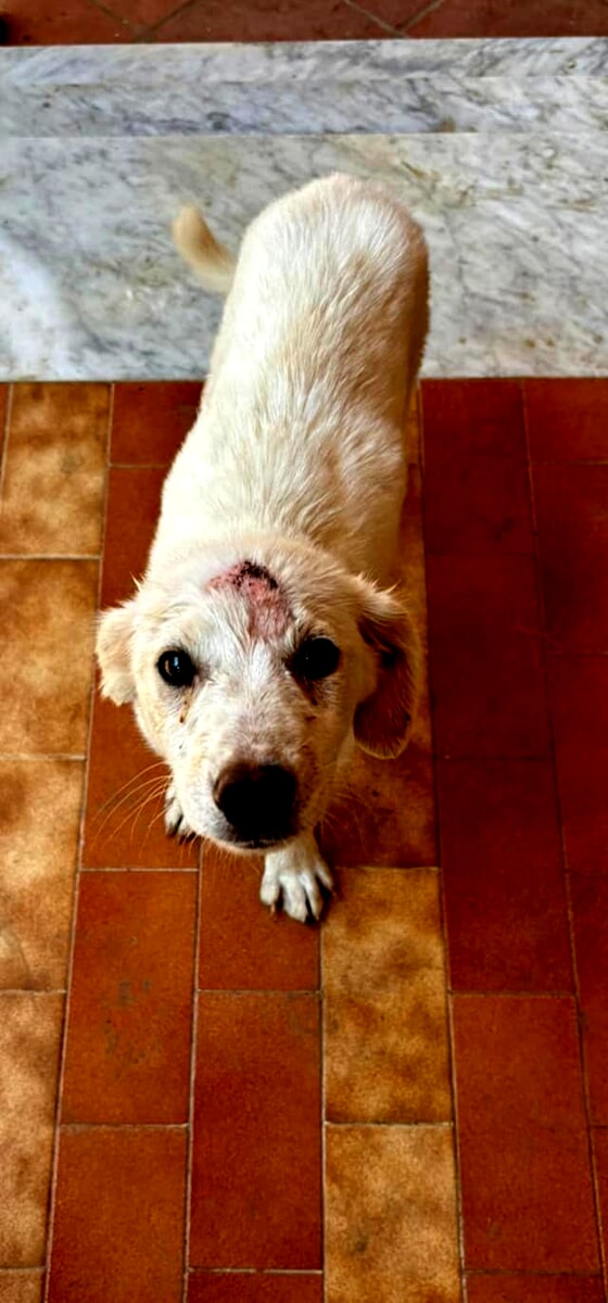 Cagnolino abbandonato si rifugia in un terreno e viene scacciato e ferito alla testa: ora Rio attende una famiglia