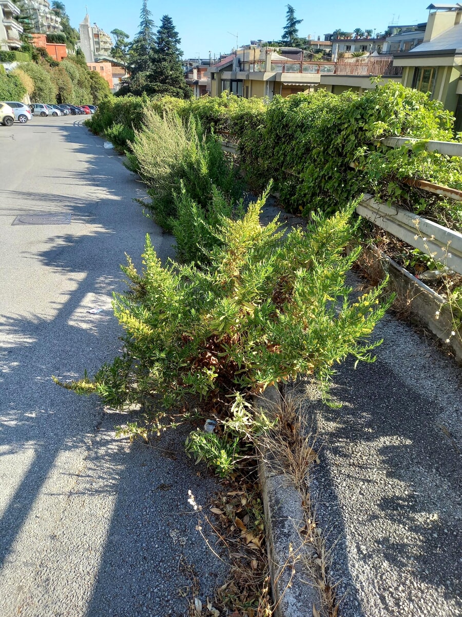 Erba incolta sul marciapiede in via Enrico Bottiglieri: “Un pericolo per i pedoni”